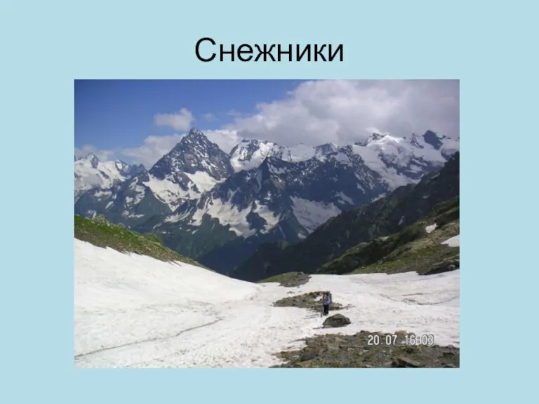 Снежники