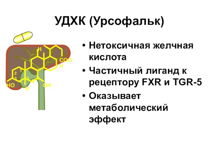 УДХК (Урсофальк) Нетоксичная желчная кислота Частичный лиганд к рецептору FXR