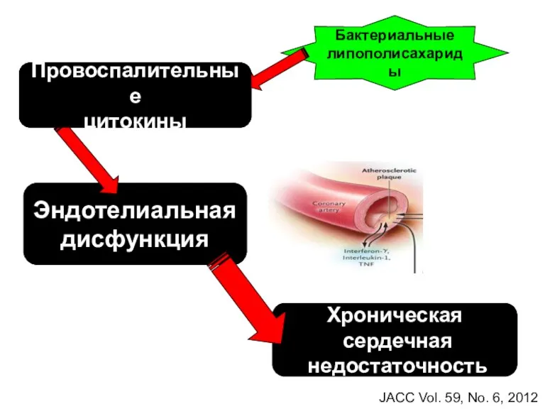 Хроническая сердечная недостаточность Эндотелиальная дисфункция Провоспалительные цитокины Бактериальные липополисахариды Провоспалительные