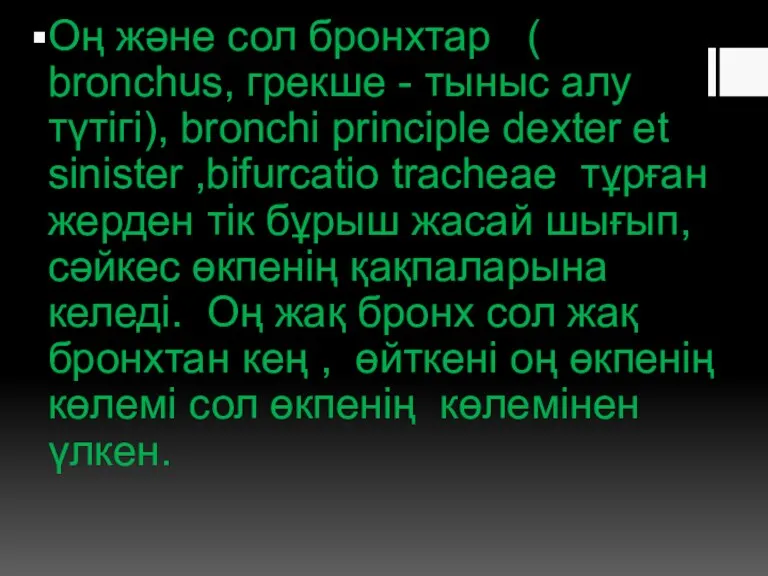 Оң және сол бронхтар ( bronchus, грекше - тыныс алу