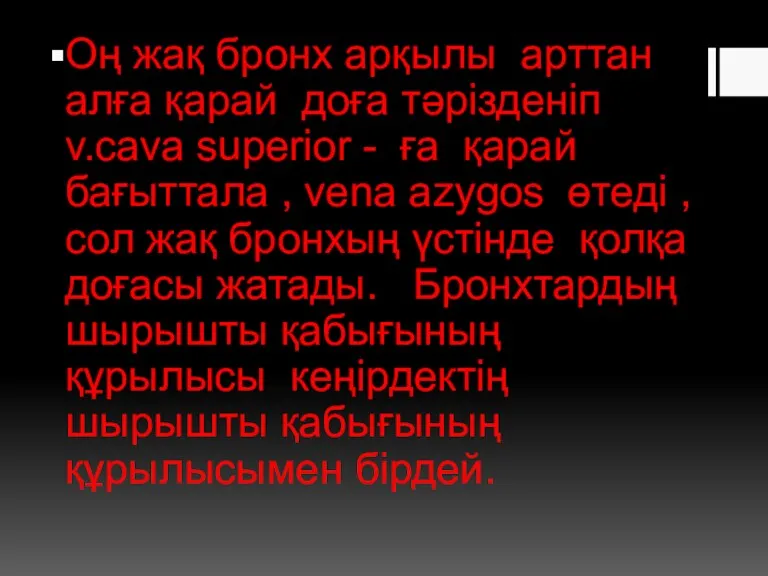 Оң жақ бронх арқылы арттан алға қарай доға тәрізденіп v.cava