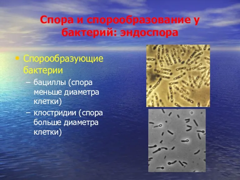 Спора и спорообразование у бактерий: эндоспора Спорообразующие бактерии бациллы (спора меньше диаметра клетки)