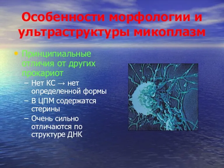 Особенности морфологии и ультраструктуры микоплазм Принципиальные отличия от других прокариот Нет КС →