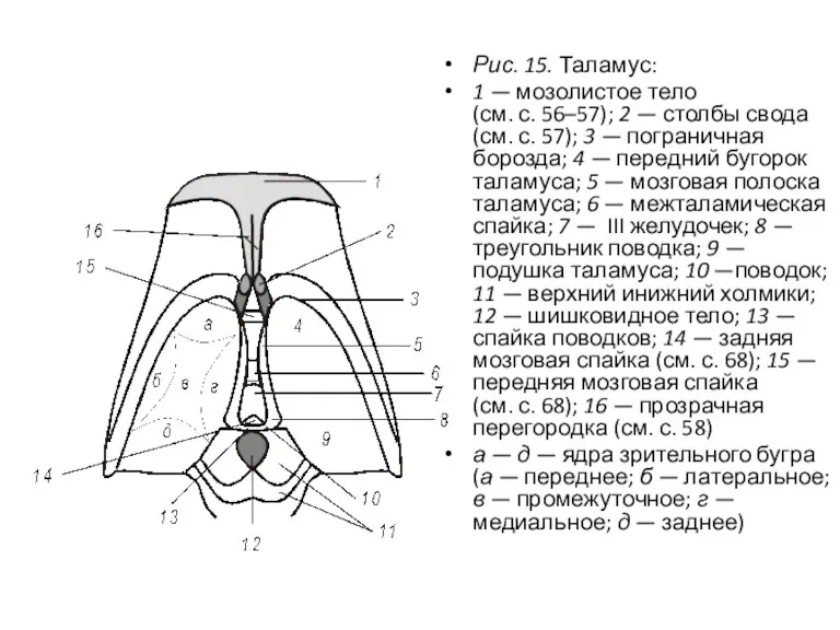 Рис. 15. Таламус: 1 — мозолистое тело (см. с. 56–57); 2 — столбы