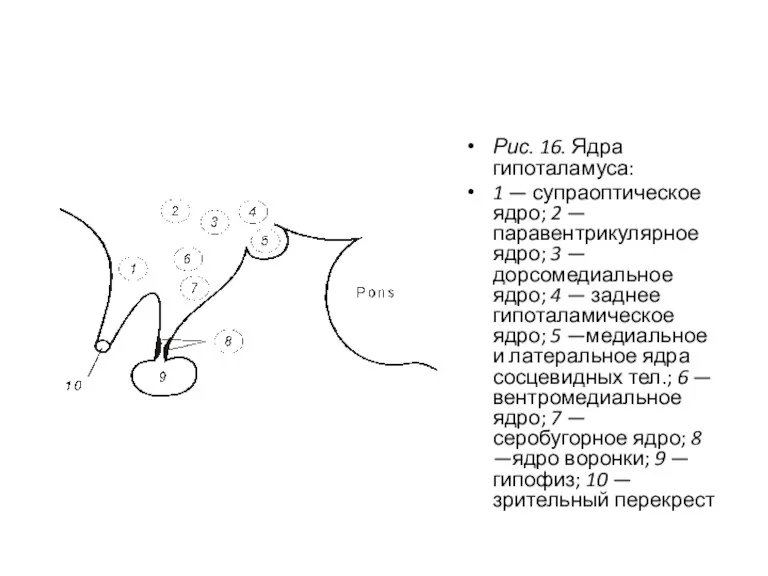 Рис. 16. Ядра гипоталамуса: 1 — супраоптическое ядро; 2 — паравентрикулярное ядро; 3