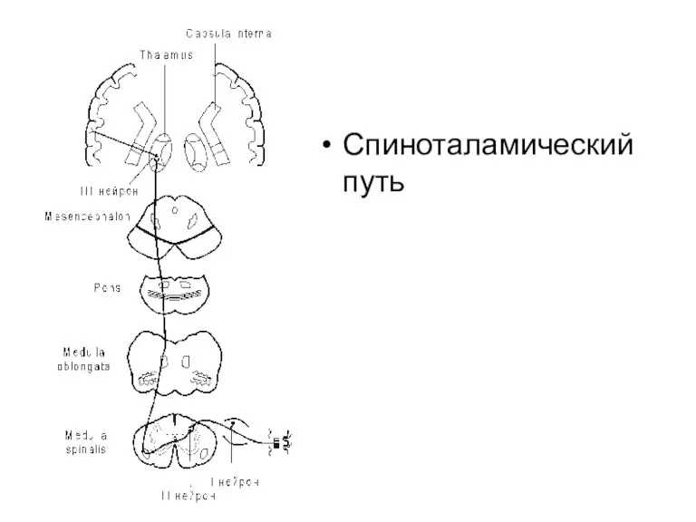 Спиноталамический путь