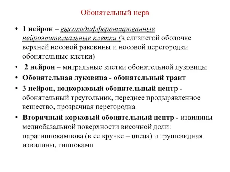 Обонятельный нерв 1 нейрон – высокодифференцированные нейроэпителиальные клетки (в слизистой