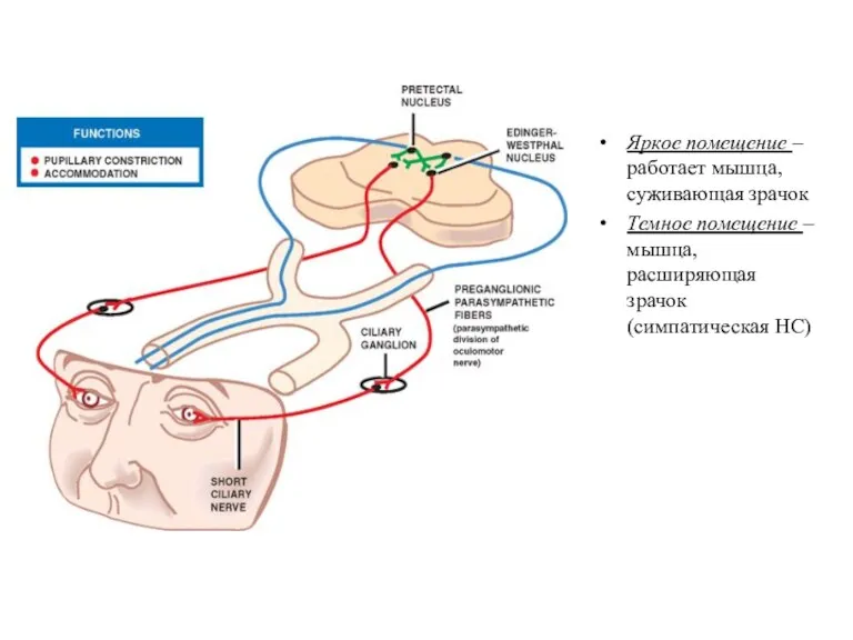 Яркое помещение – работает мышца, суживающая зрачок Темное помещение – мышца, расширяющая зрачок (симпатическая НС)