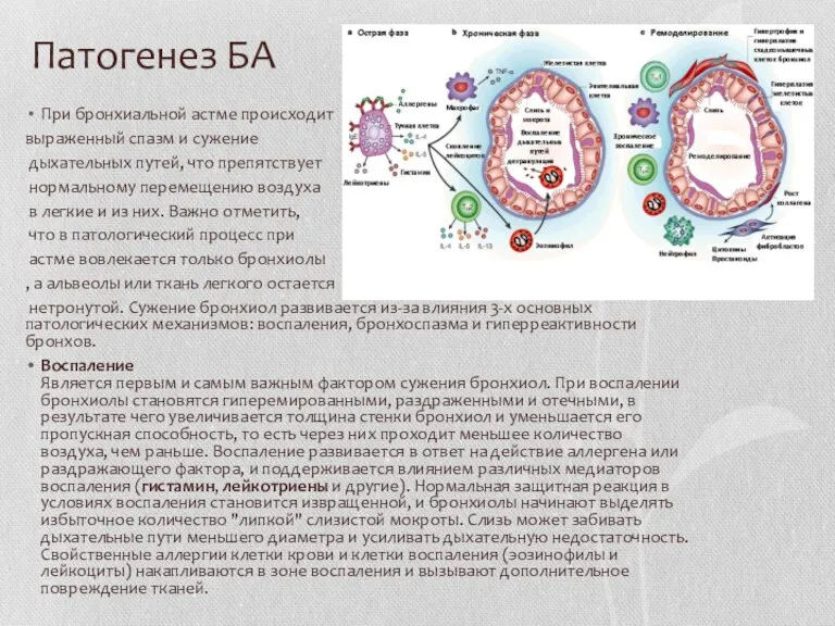 Патогенез БА При бронхиальной астме происходит выраженный спазм и сужение