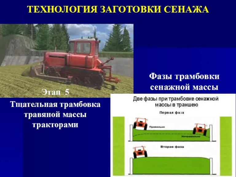 Этап 5 Тщательная трамбовка травяной массы тракторами Фазы трамбовки сенажной массы ТЕХНОЛОГИЯ ЗАГОТОВКИ СЕНАЖА