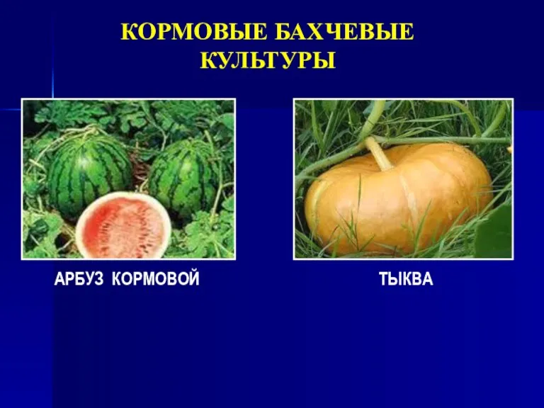 КОРМОВЫЕ БАХЧЕВЫЕ КУЛЬТУРЫ АРБУЗ КОРМОВОЙ ТЫКВА