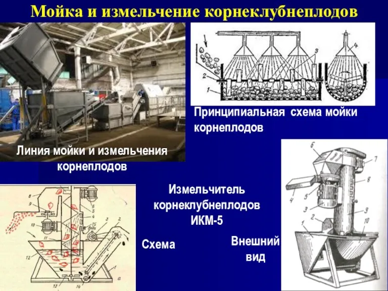 Мойка и измельчение корнеклубнеплодов Линия мойки и измельчения корнеплодов Принципиальная