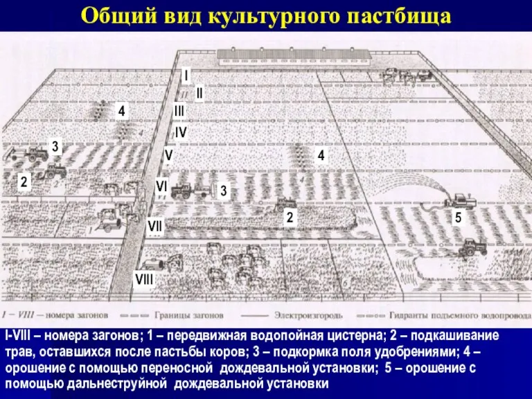 Общий вид культурного пастбища 1 I-VIII – номера загонов; 1