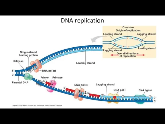 DNA replication