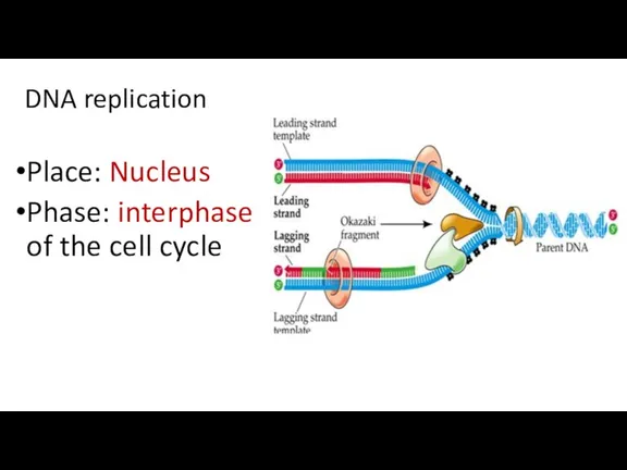 DNA replication Place: Nucleus Phase: interphase of the cell cycle