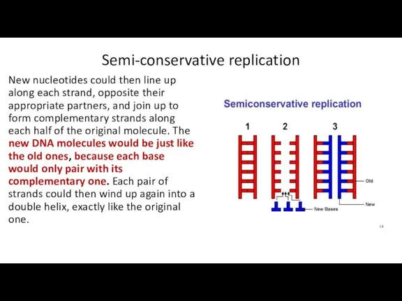 Semi-conservative replication New nucleotides could then line up along each