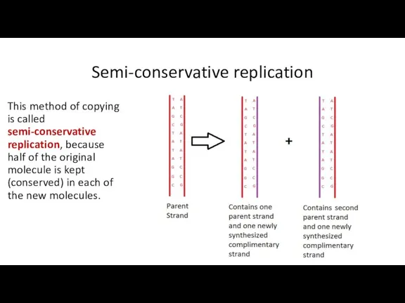 Semi-conservative replication This method of copying is called semi-conservative replication,