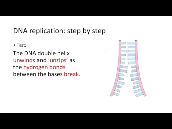 DNA replication: step by step First: The DNA double helix