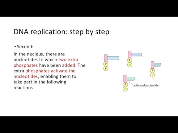 DNA replication: step by step Second: In the nucleus, there