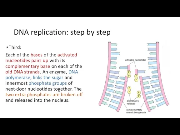 DNA replication: step by step Third: Each of the bases