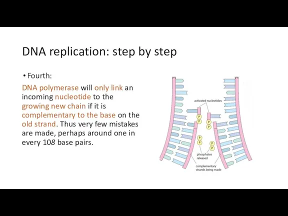 DNA replication: step by step Fourth: DNA polymerase will only