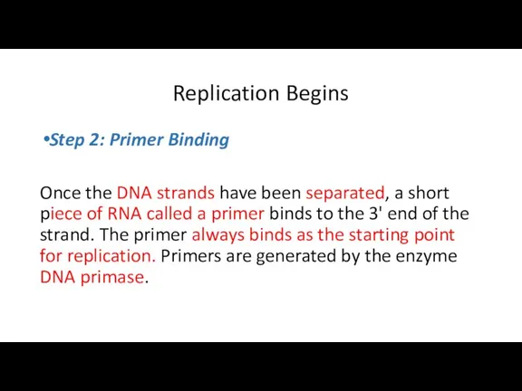 Replication Begins Step 2: Primer Binding Once the DNA strands