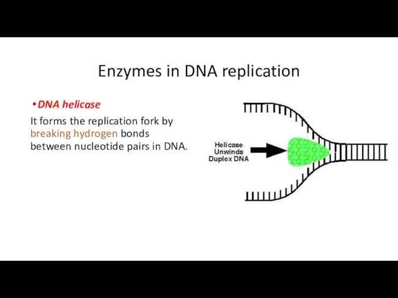 Enzymes in DNA replication DNA helicase It forms the replication