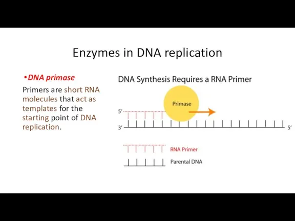 Enzymes in DNA replication DNA primase Primers are short RNA