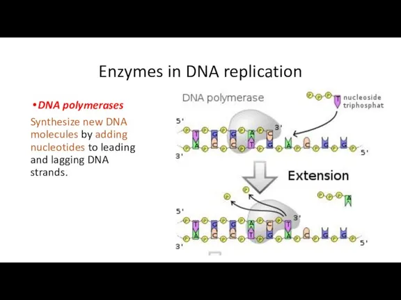 Enzymes in DNA replication DNA polymerases Synthesize new DNA molecules