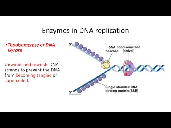 Enzymes in DNA replication Topoisomerase or DNA Gyrase Unwinds and