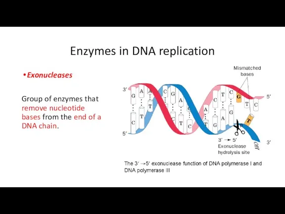 Enzymes in DNA replication Exonucleases Group of enzymes that remove