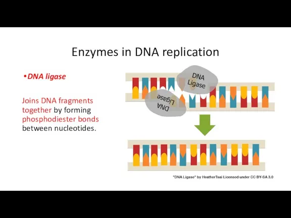 Enzymes in DNA replication DNA ligase Joins DNA fragments together by forming phosphodiester bonds between nucleotides.