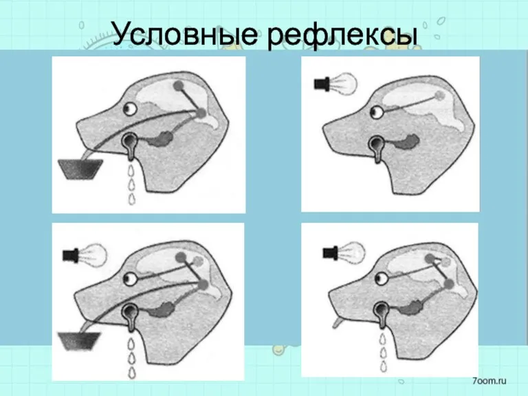 Условные рефлексы