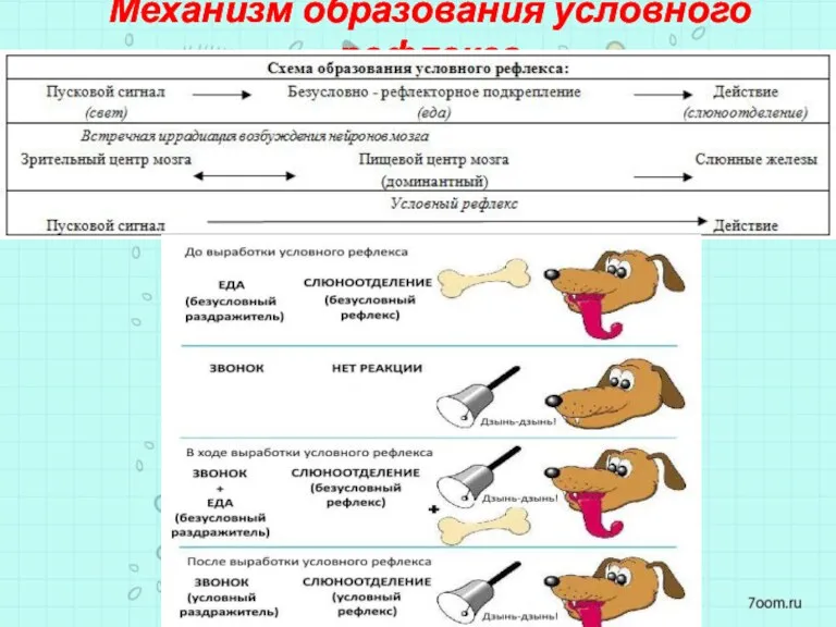 Механизм образования условного рефлекса