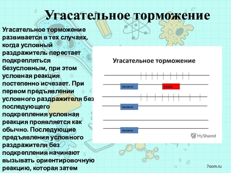 Угасательное торможение Угасательное торможение развивается в тех случаях, когда условный