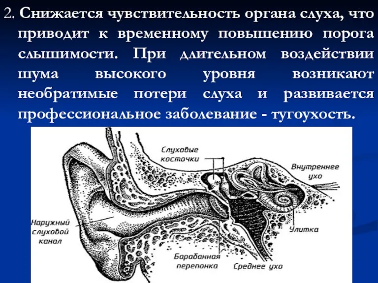 2. Снижается чувствительность органа слуха, что приводит к временному повышению