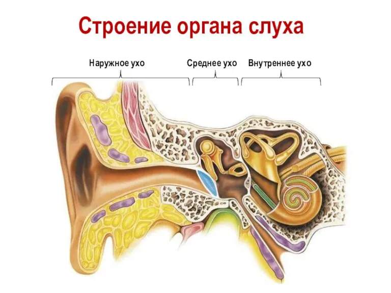 Строение органа слуха Внутреннее ухо Среднее ухо Наружное ухо