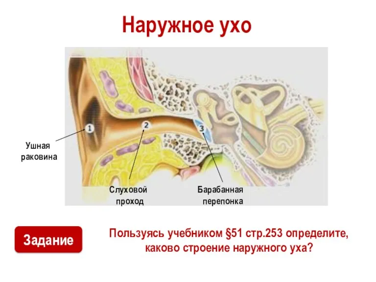 Наружное ухо Пользуясь учебником §51 стр.253 определите, каково строение наружного уха? Ушная раковина