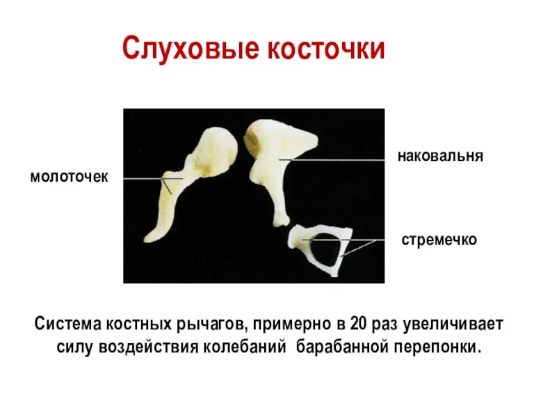 молоточек наковальня стремечко Слуховые косточки Система костных рычагов, примерно в 20 раз увеличивает