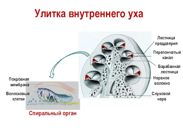 Слуховой нерв Нервное волокно Покровная мембрана Волосковые клетки Спиральный орган