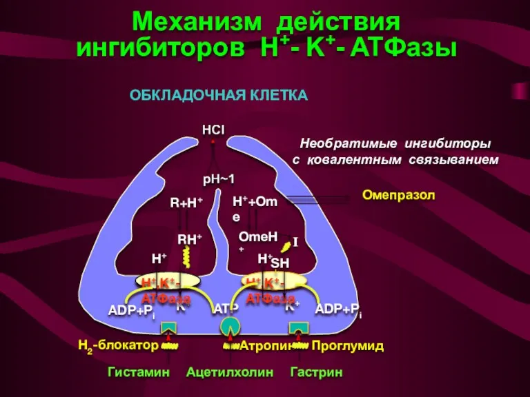 Механизм действия ингибиторов H+- K+- ATФaзы Гистамин Ацетилхолин Гастрин Атропин