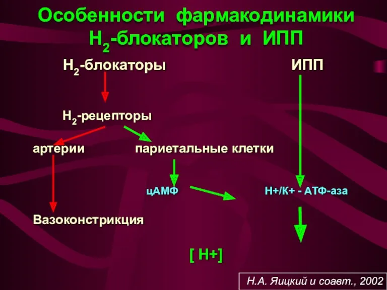 Особенности фармакодинамики Н2-блокаторов и ИПП Н2-блокаторы ИПП Н2-рецепторы артерии париетальные