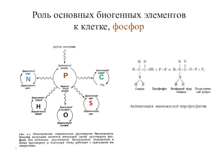 Роль основных биогенных элементов к клетке, фосфор Активизация аминокислот пирофосфатом Р С S O H N