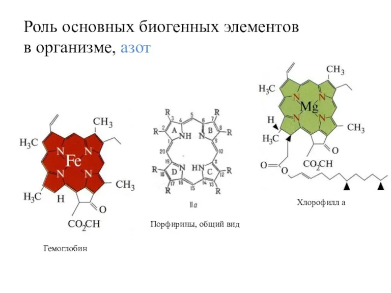 Роль основных биогенных элементов в организме, азот Порфирины, общий вид Хлорофилл а Гемоглобин