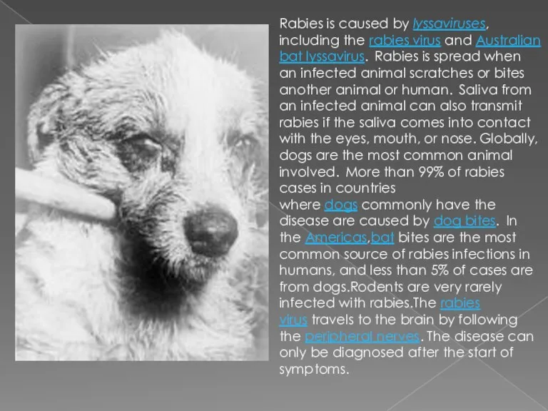 Rabies is caused by lyssaviruses, including the rabies virus and Australian bat lyssavirus.