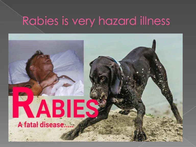 Rabies is very hazard illness