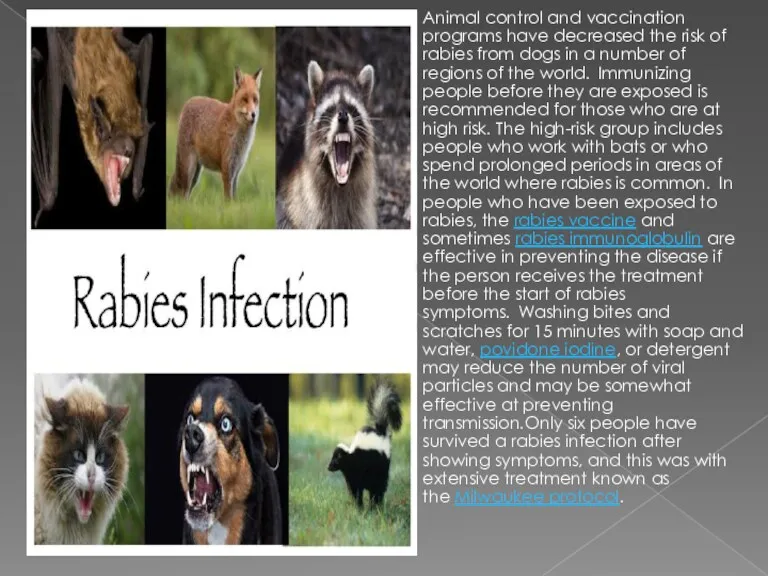 Animal control and vaccination programs have decreased the risk of rabies from dogs