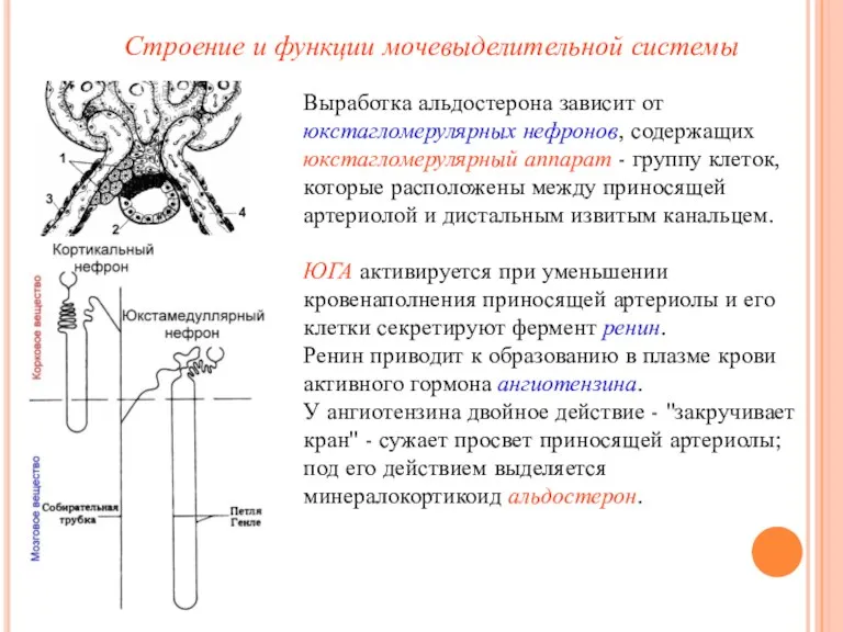 Строение и функции мочевыделительной системы Выработка альдостерона зависит от юкстагломерулярных