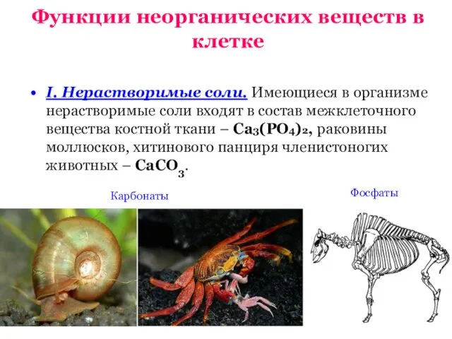 Функции неорганических веществ в клетке I. Нерастворимые соли. Имеющиеся в