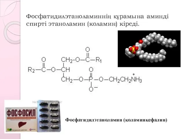 Фосфатидилэтаноламиннің құрамына аминді спирті этаноламин (коламин) кіреді. Фосфатидилэтаноламин (коламинкефалин)
